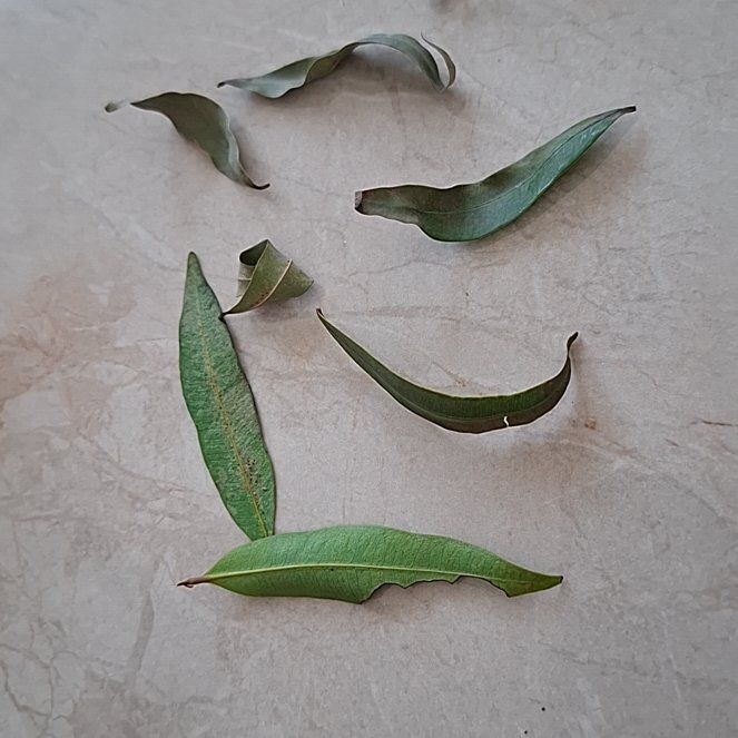 Photo of the plant species Syzygium by @NewHautree81 named Michelle Branch on Greg, the plant care app
