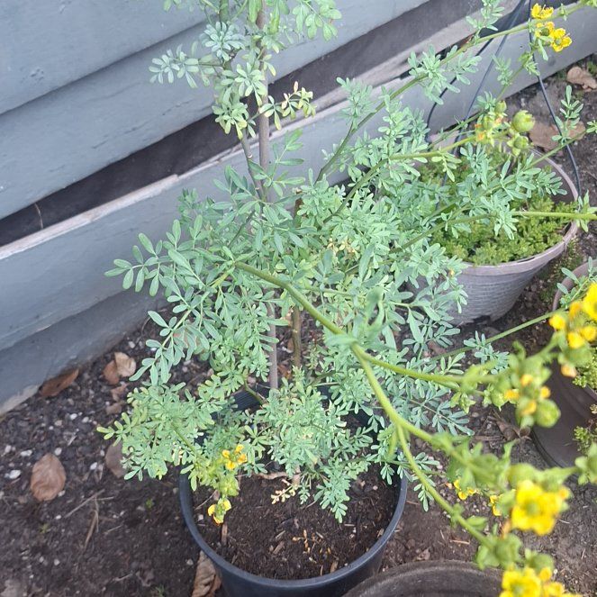 Photo of the plant species Common Rue by @TastyTimeout24 named Walt on Greg, the plant care app