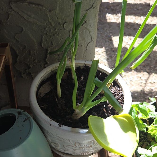 Photo of the plant species Green Onion by @SoaringGreen2 named Nemo on Greg, the plant care app