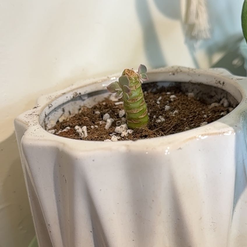Photo of the plant species Ghost Echeveria by @JessieJaymes named McKinley on Greg, the plant care app