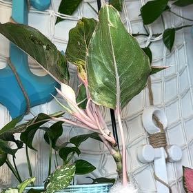 Photo of the plant species chinese evergreen by @JessieJaymes named Naomi on Greg, the plant care app