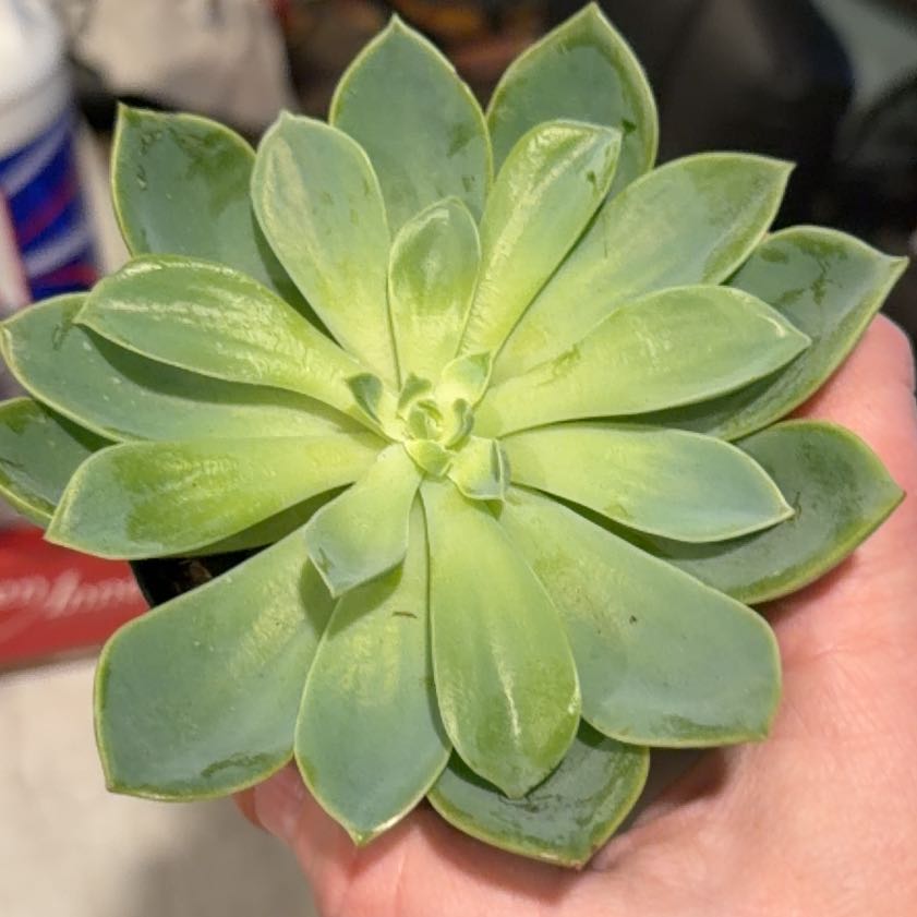 Photo of the plant species Echeveria Hybrid by @OodlesKawakawa named Gregarious on Greg, the plant care app