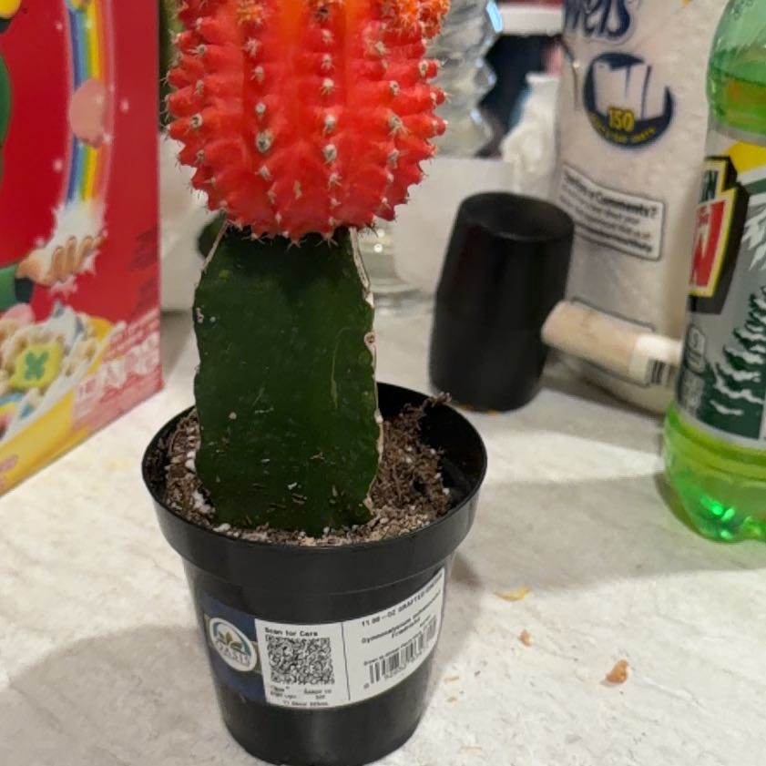Photo of the plant species Moon Cactus by @OodlesKawakawa named Kendall on Greg, the plant care app