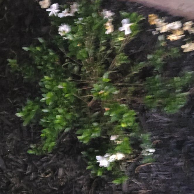 Photo of the plant species Gardenia by @LadyFern5 named Zion on Greg, the plant care app