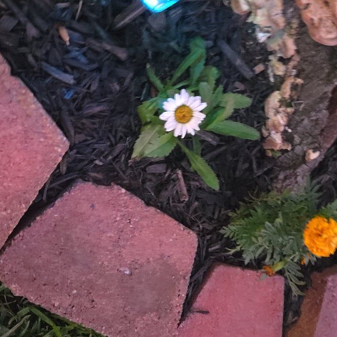 Photo of the plant species Shasta Daisy by @LadyFern5 named Aria on Greg, the plant care app
