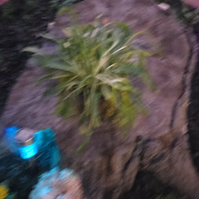 Photo of the plant species Shasta Daisy 'Real Glory' by @LadyFern5 named Kobe on Greg, the plant care app