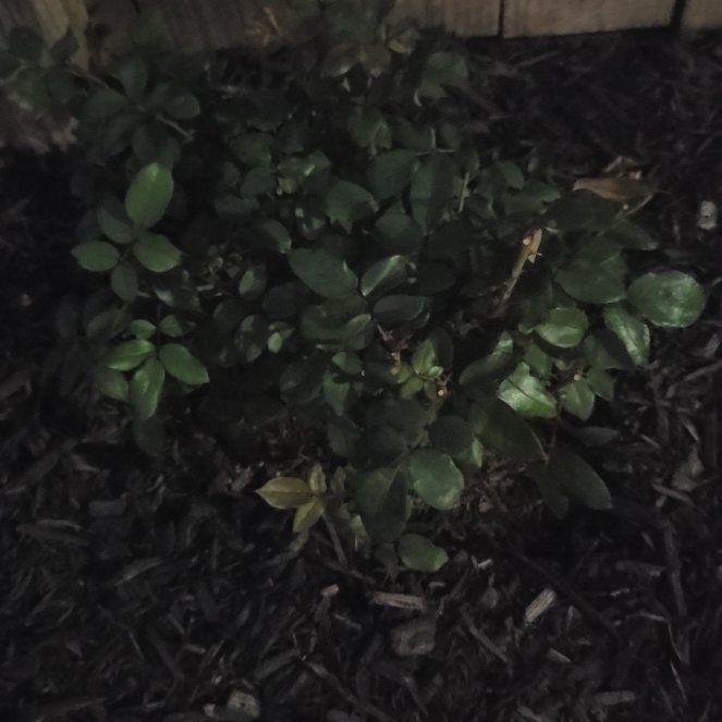Photo of the plant species Knockout Red Rose by @LadyFern5 named Kendall on Greg, the plant care app