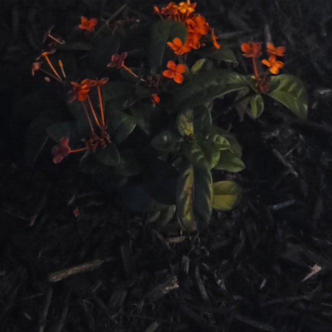 Photo of the plant species Flame of the Woods by @LadyFern5 named Girlfrond on Greg, the plant care app