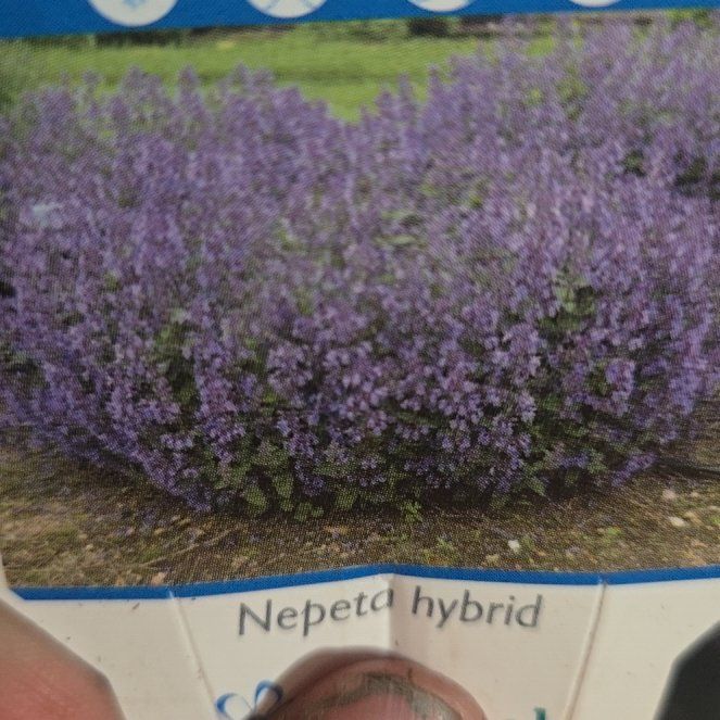 Photo of the plant species Faassen's Catnip by @LadyFern5 named Fernie Mac on Greg, the plant care app