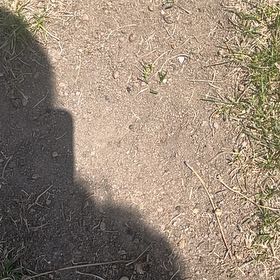 Photo of the plant species Bermuda Grass by @FancyNoni54 named Sherlock on Greg, the plant care app