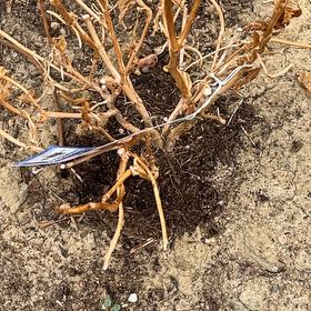 Photo of the plant species Sea Daffodil by @FancyNoni54 named Girlfrond on Greg, the plant care app