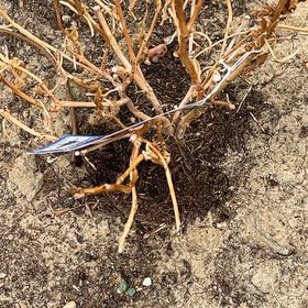 Photo of the plant species Sea Daffodil by @FancyNoni54 named James Dean on Greg, the plant care app