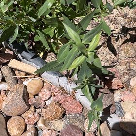Photo of the plant species Valeriana rubra by @FancyNoni54 named Queen on Greg, the plant care app