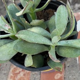 Photo of the plant species Crassula Blue Bird by @RelieverCorn34 named Duke on Greg, the plant care app