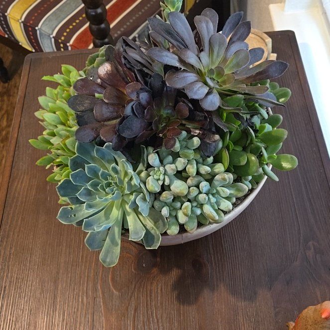 Photo of the plant species Succulent Garden by @PrincelyAgboy81 named Ulysses S Plant on Greg, the plant care app