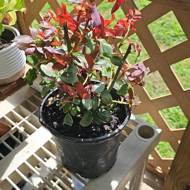 Photo of the plant species Asiatic Jasmine by @FabRainbow16 named Prince on Greg, the plant care app