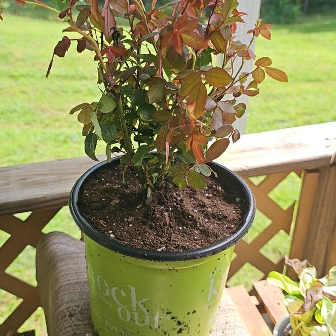 Photo of the plant species Brenia Snowbush by @FabRainbow16 named Lebron on Greg, the plant care app