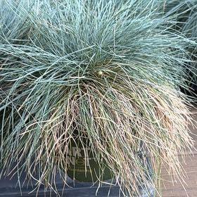 Photo of the plant species Slender Club-Rush by @YeahCatgrass81 named Figyonce on Greg, the plant care app