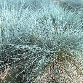 Photo of the plant species blue fescue by @YeahCatgrass81 named Rosa on Greg, the plant care app