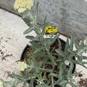 Photo of the plant species Moonshine Yarrow by @NoblyMarimo36 named Kesha on Greg, the plant care app