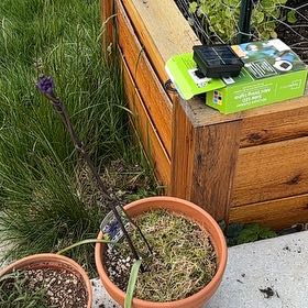 Photo of the plant species Ookow by @NoblyMarimo36 named Tupot amaroot on Greg, the plant care app