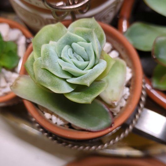 Photo of the plant species Graptoveria 'Lovely Rose' by @dirtyshelf named Queen on Greg, the plant care app