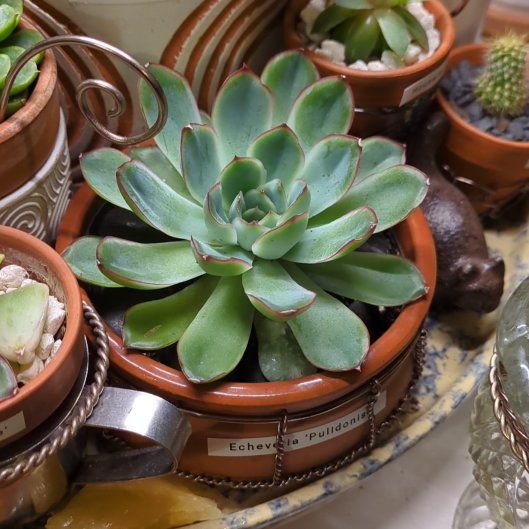 Photo of the plant species Echeveria pulidonis by @dirtyshelf named Xena on Greg, the plant care app