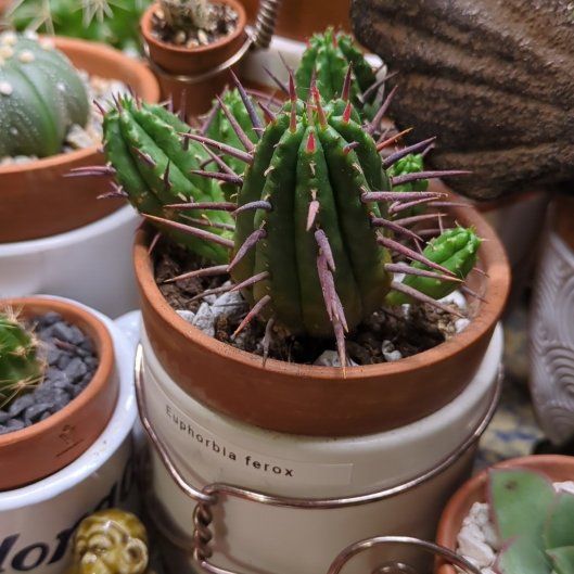 Photo of the plant species Euphorbia ferox by @dirtyshelf named Lebron on Greg, the plant care app