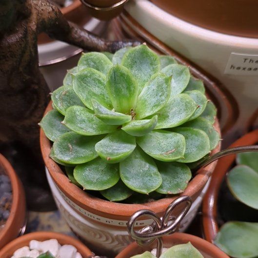 Photo of the plant species Echeveria 'Lime n' Chile' by @dirtyshelf named Kesha on Greg, the plant care app