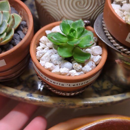Photo of the plant species Sedeveria 'Letizia' by @dirtyshelf named Foxxy on Greg, the plant care app