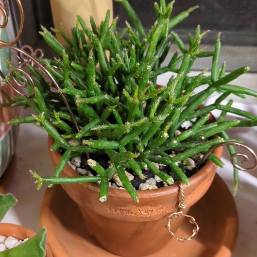 Photo of the plant species Mistletoe Cactus by @dirtyshelf named ChloroPhil on Greg, the plant care app