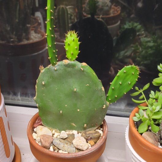 Photo of the plant species Prickly Pear by @dirtyshelf named Willow on Greg, the plant care app