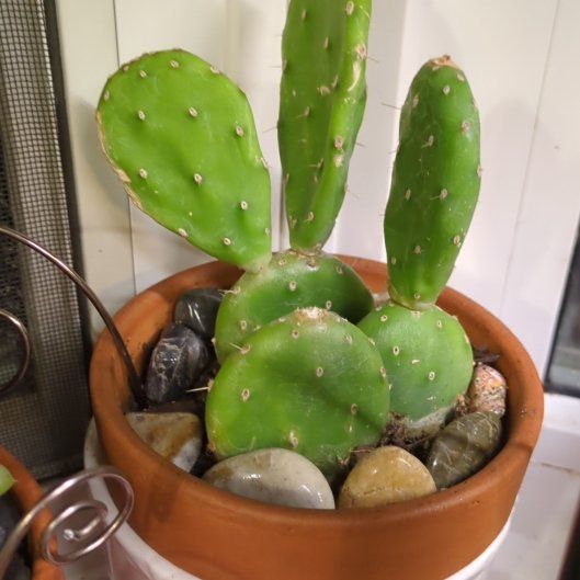 Photo of the plant species Quimilo Prickly Pear by @dirtyshelf named Mando on Greg, the plant care app