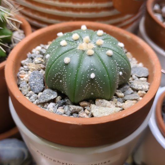 Photo of the plant species Sand Dollar Cactus by @dirtyshelf named Orlando Bloom on Greg, the plant care app