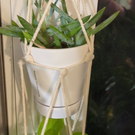 Photo of the plant species Blue Chalk Stick by @dirtyshelf named Gobi on Greg, the plant care app