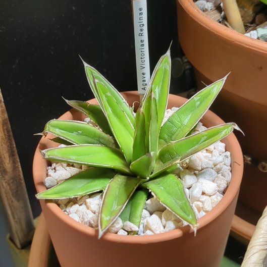Photo of the plant species Queen Victoria Agave by @dirtyshelf named Marilyn on Greg, the plant care app