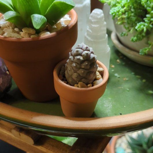 Photo of the plant species Tephrocactus Articulatus by @dirtyshelf named Girlfrond on Greg, the plant care app