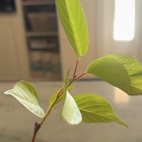 Photo of the plant species Japanese Flowering Cherry by @GladRosea90 named Marilyn on Greg, the plant care app