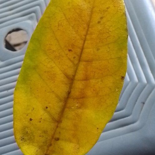 Photo of the plant species Pecan by @ToughBroom73 named Morgan Treeman on Greg, the plant care app