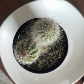 Photo of the plant species Thrixanthocereus cullmanianus by @ReveredDuwei77 named Oscar on Greg, the plant care app