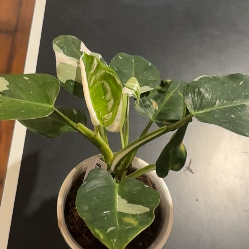 Photo of the plant species Philodendron 'White Wizard' by @AblePhlox56 named Remington on Greg, the plant care app