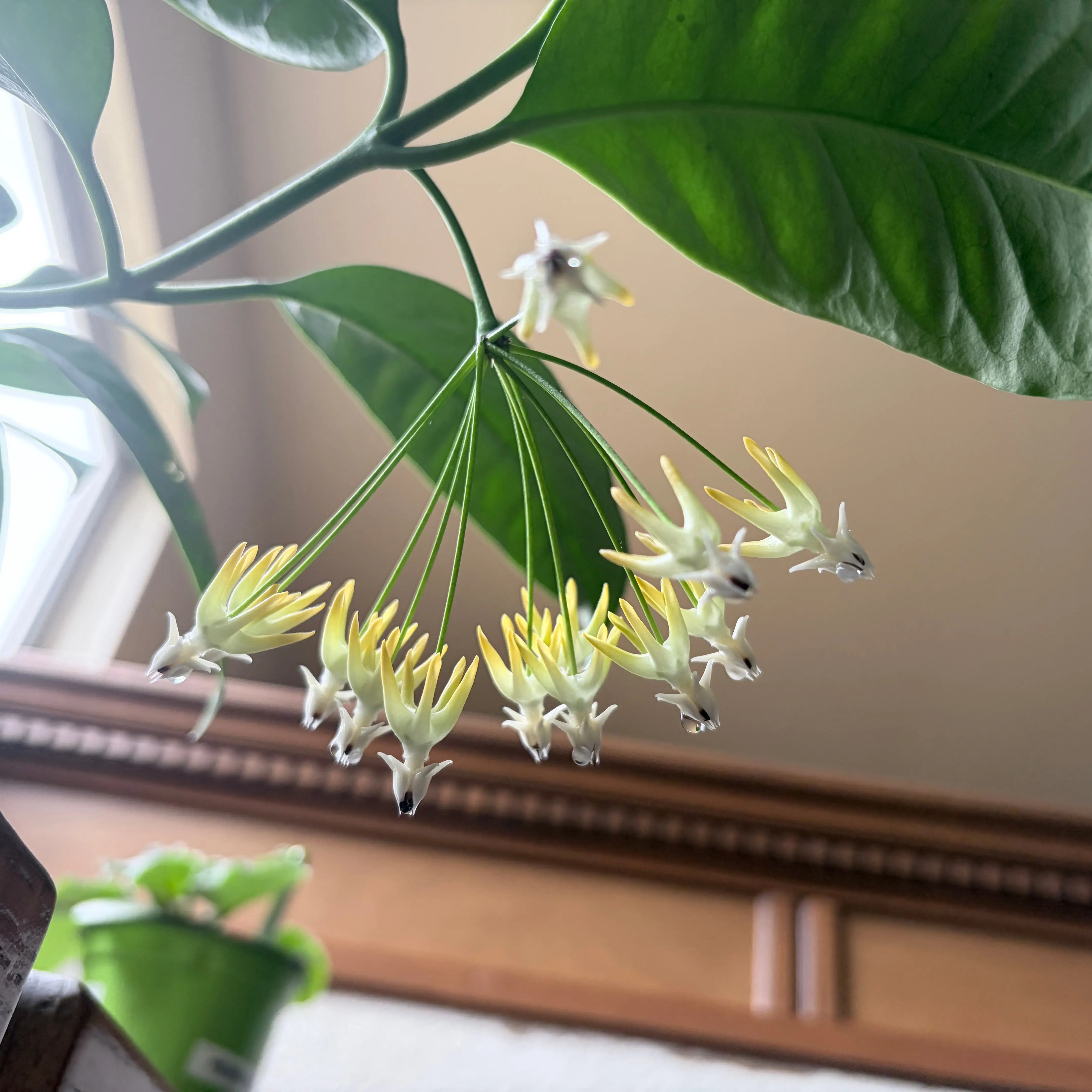 Photo of the plant species Shooting Stars Wax Plant by @ZarfPeyote56 named Ginger on Greg, the plant care app