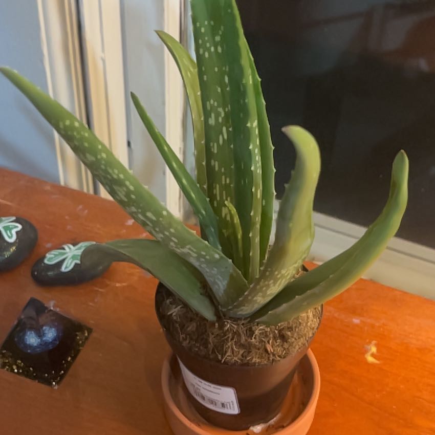 Photo of the plant species Aloe Barbadensis by @RelaxedMexico33 named Luna on Greg, the plant care app