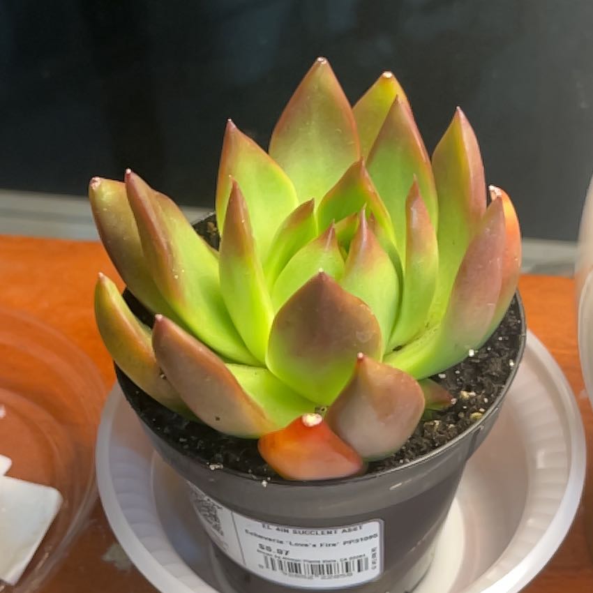 Photo of the plant species Echeveria 'Love's Fire' by @RelaxedMexico33 named Sage on Greg, the plant care app