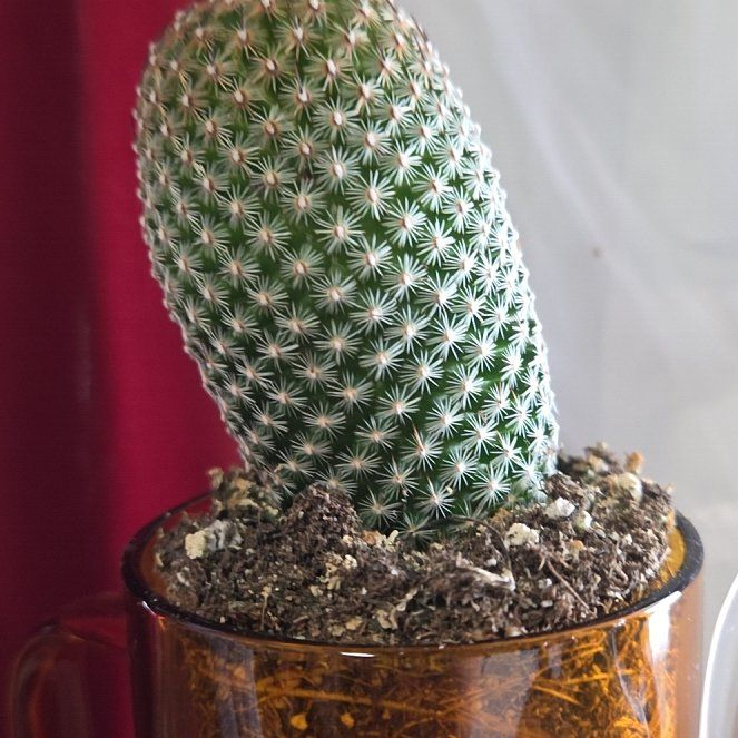 Photo of the plant species Wave Cactus by @CompatibleYuzu9 named Spike on Greg, the plant care app