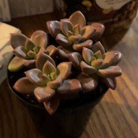 Photo of the plant species Graptosedum 'Vera Higgins' by @VipDuwei46 named Sol on Greg, the plant care app