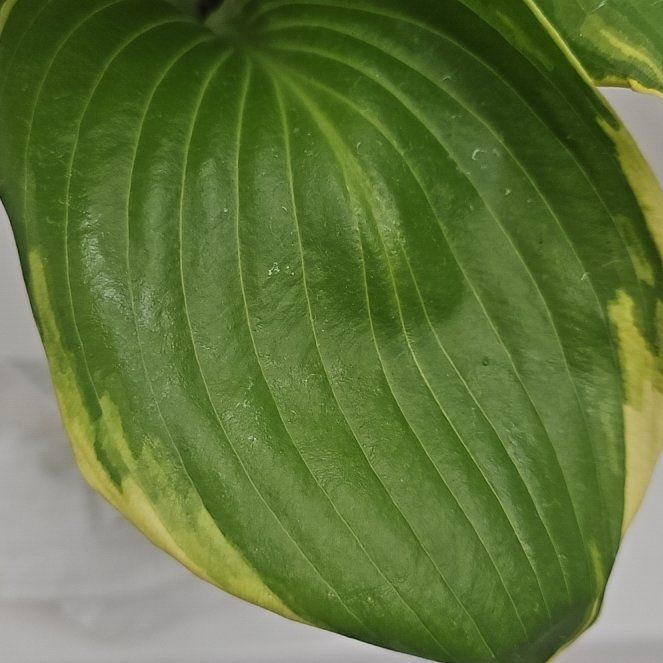 Photo of the plant species Hosta 'Winter Snow' by @BestBroom96 named Magen on Greg, the plant care app