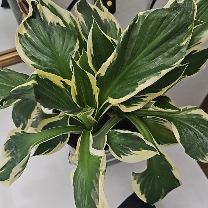Photo of the plant species reverse Patriot Hosta by @BestBroom96 named ChloroPhil on Greg, the plant care app