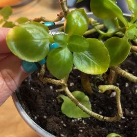 Photo of the plant species succulent by @SoulfulRedsky2 named Beyonce on Greg, the plant care app