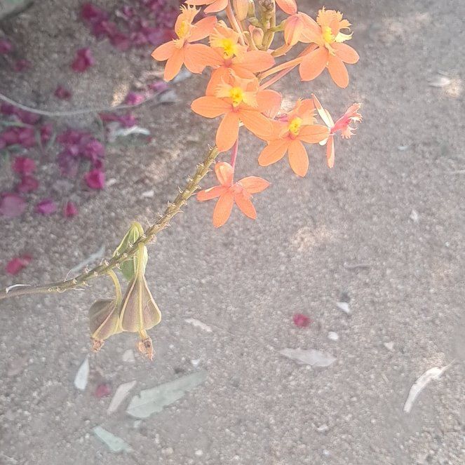 Photo of the plant species Fire Star Orchid by @LitheRosemary51 named Leonardo on Greg, the plant care app